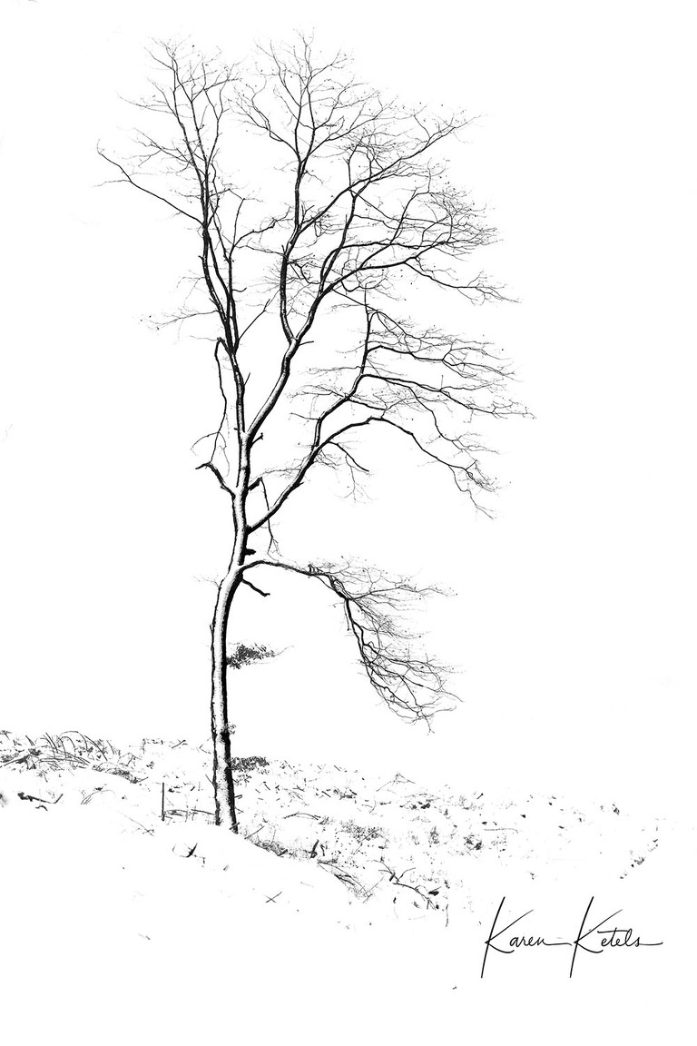 Zwart-wit minimalistisch portret van een boom in de sneeuw. Foto door Karen Ketels