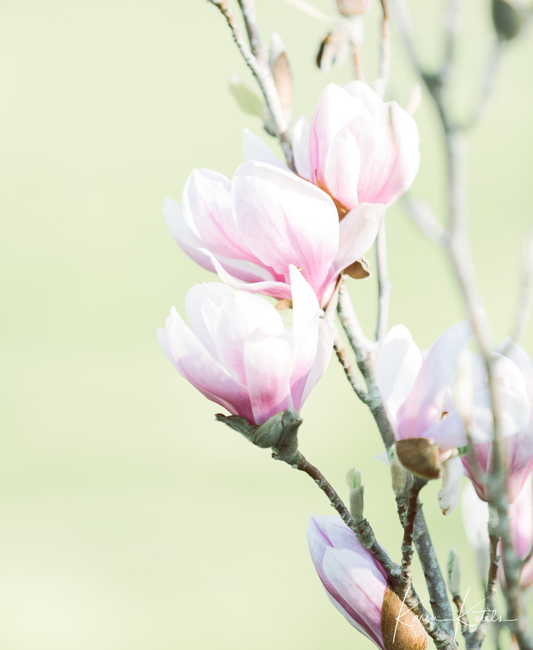 Fine Art image of magnoliaflowers by Karen Ketels