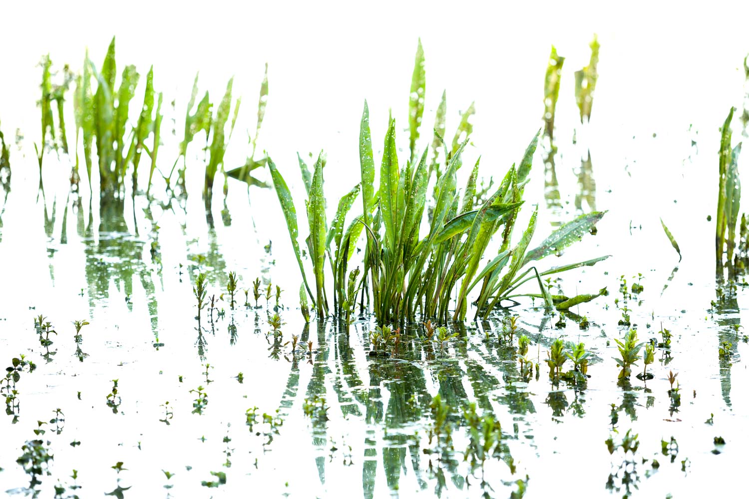 Minimalistic portrait of mirroring water plants by Karen Ketels