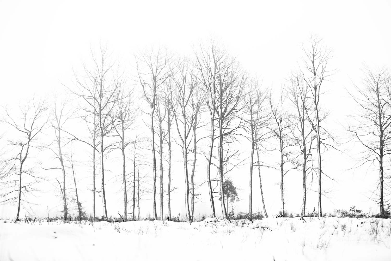 ©_Karen_Ketels-minimalistic_trees_on_a_row
