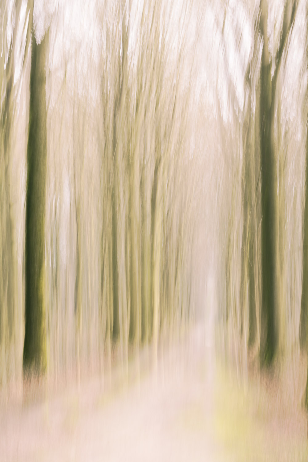Fine art image of a forest by Karen Ketels