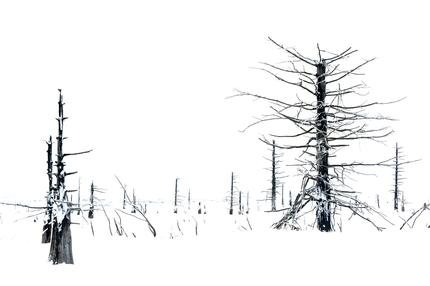 Black and white fine art portrait of burnt trees in the snow by Karen Ketels