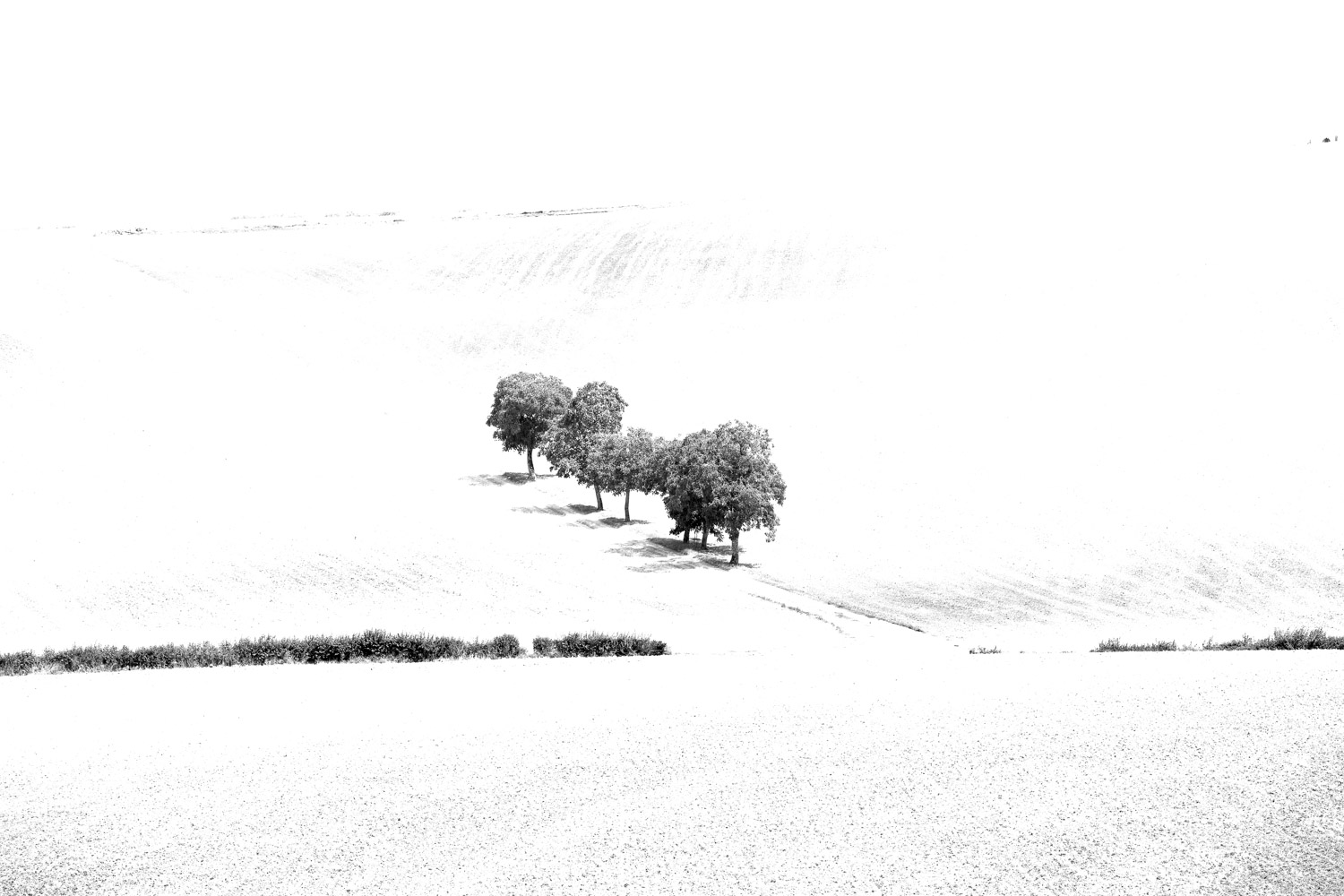 Black-and-white portrait of trees in summer fields in Bourgogne by Karen Ketels