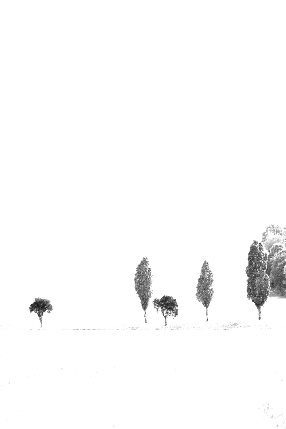 Minimalistic black-and-white portrait of trees in Bourgogne by Karen Ketels
