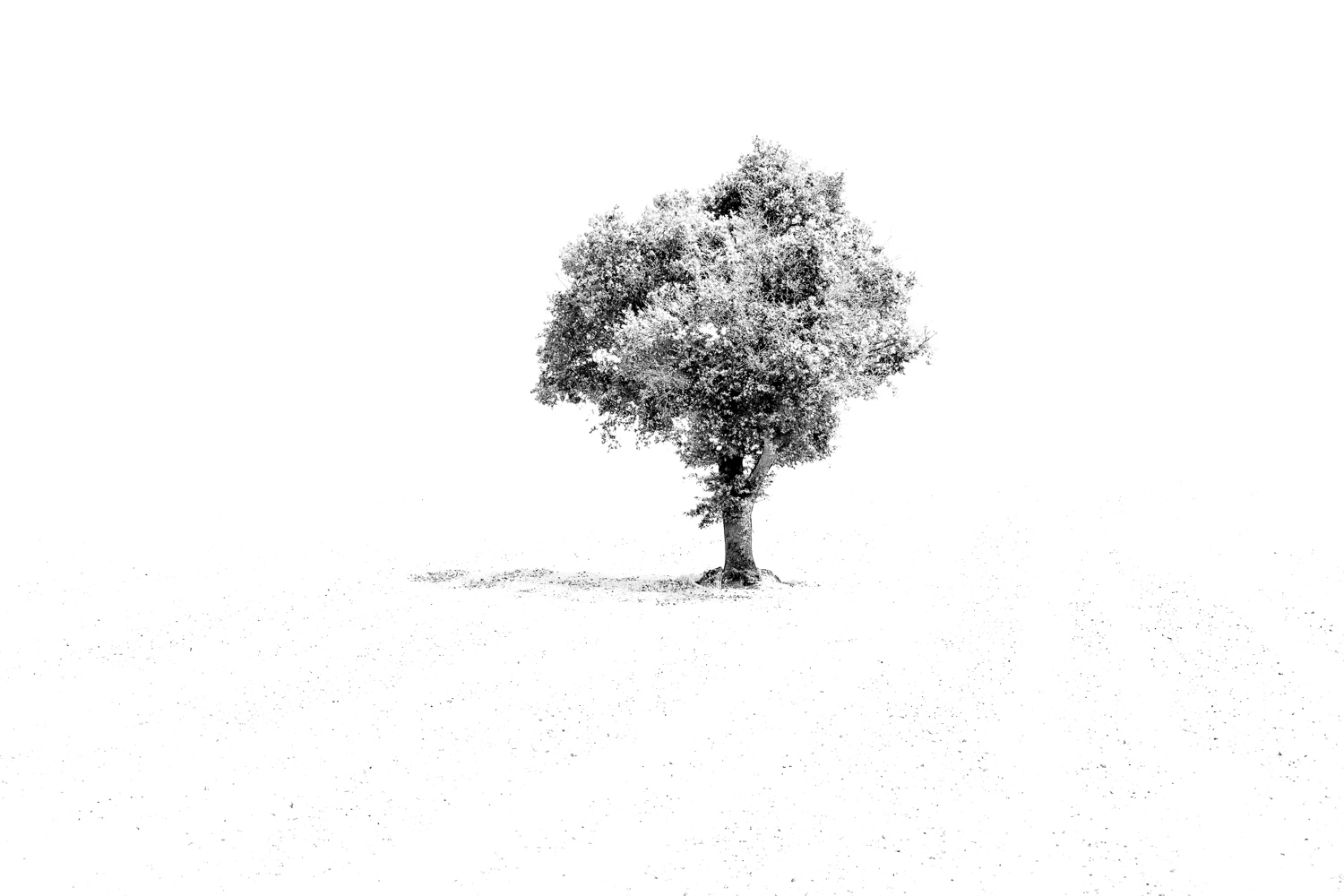 Black- and white image of a tree, standing totally alone in the field. Minimalistic image by Karen Ketels